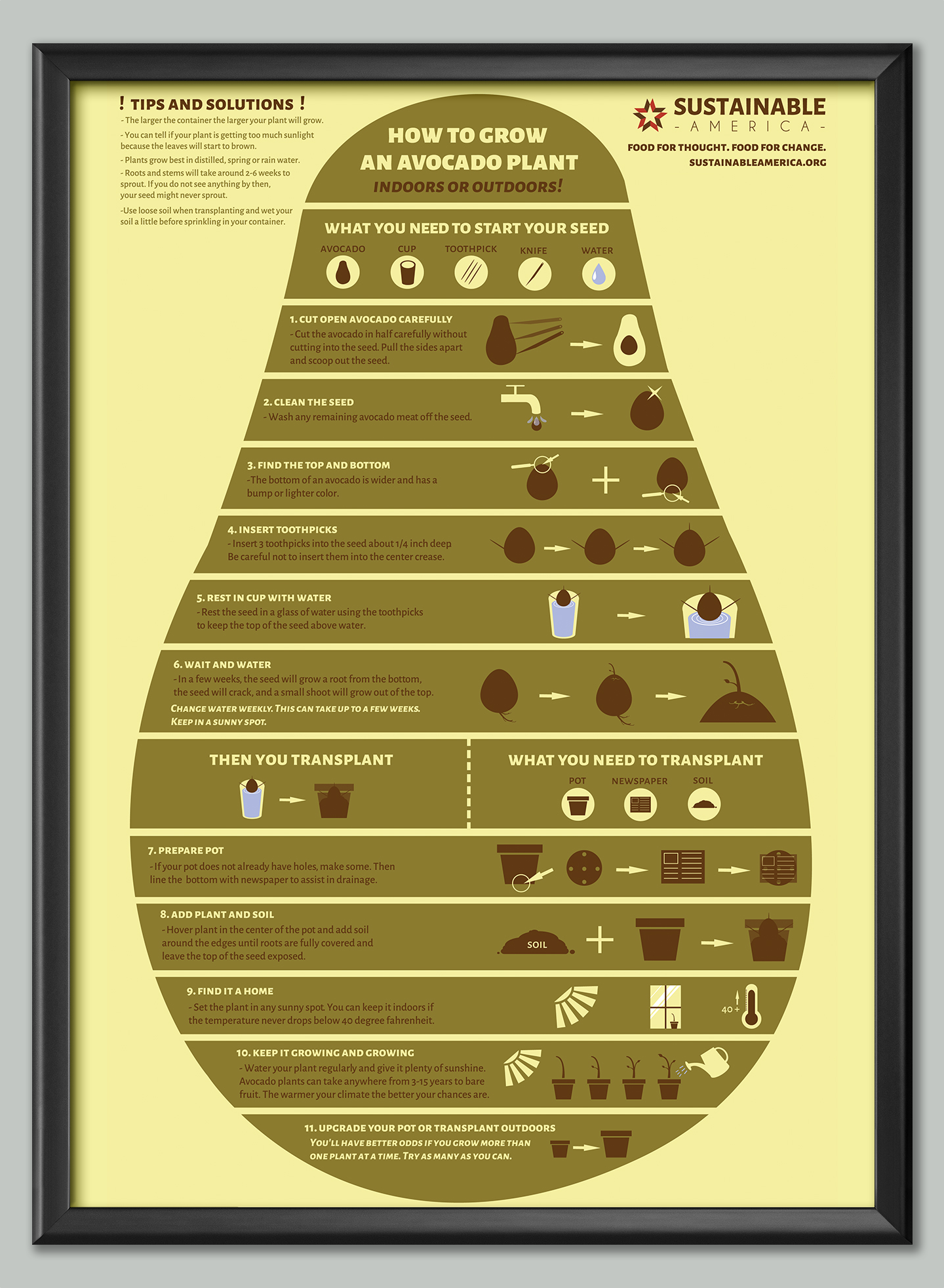 avocadoinfographic